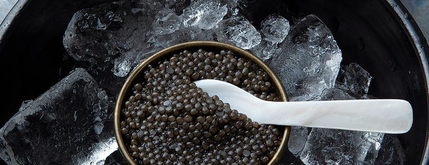 Calvisius